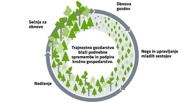 trajnostno-gozdarstvo-makom